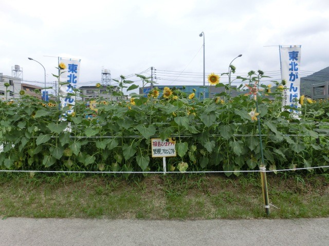 【里親さんの取り組み】海田町のひまわりの会 様（広島県）