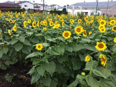 里親さんからのメッセージ（神奈川県　相模原市　真由香さま）