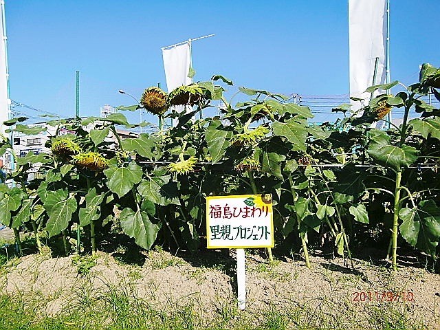 里親さんからのメッセージ（広島県　川上さま）