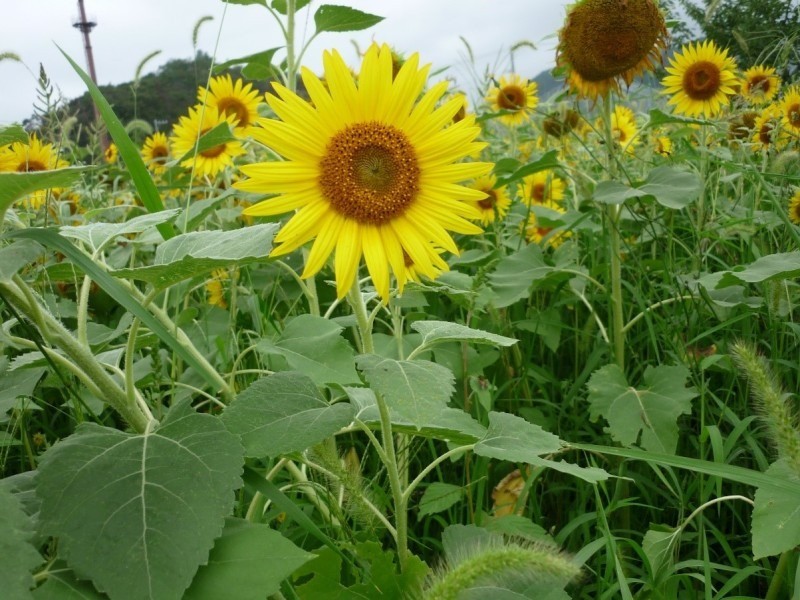 【インターン報告】開花取材　まるせい果樹園さま