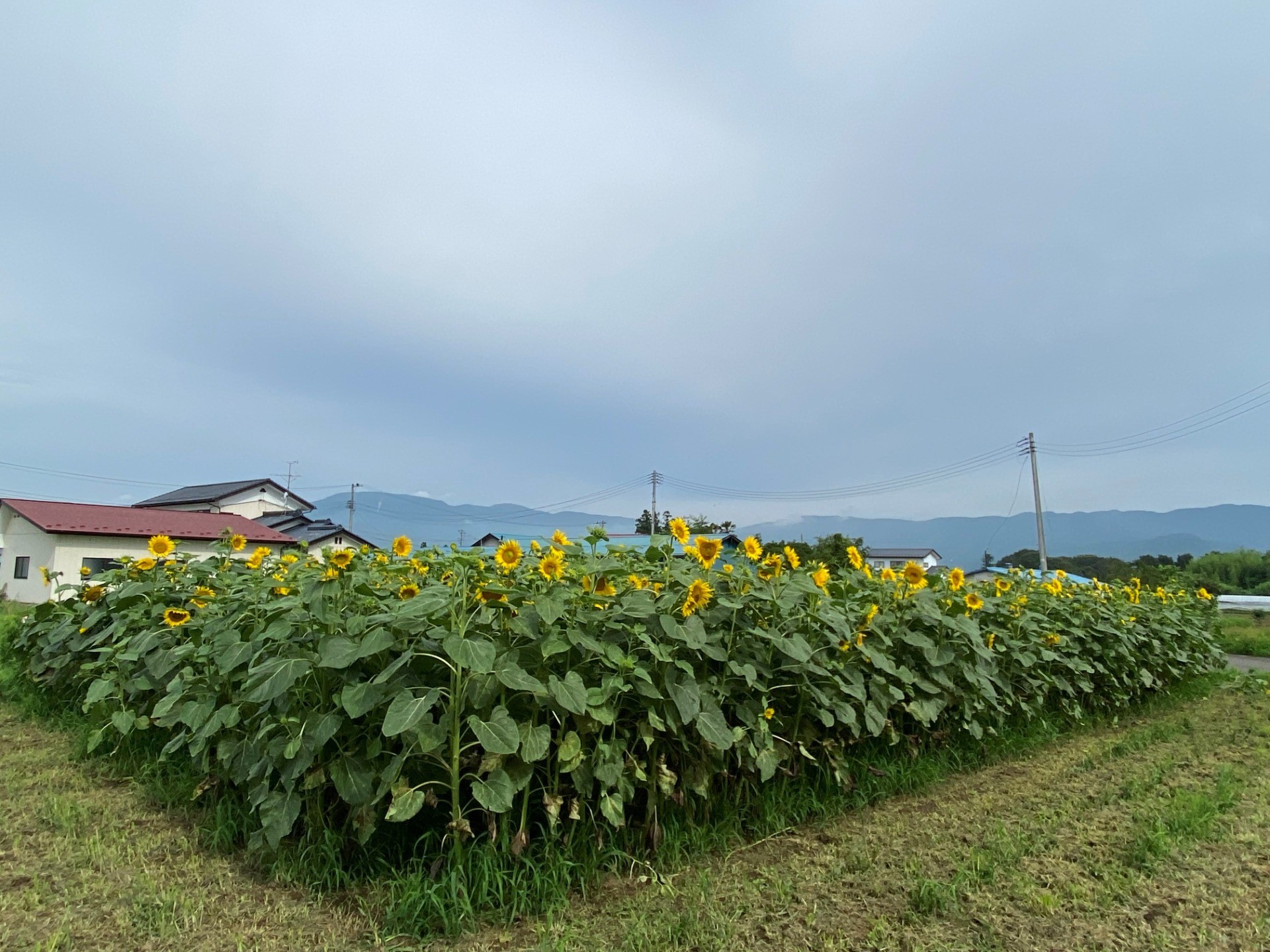 福島県内　ひまわり開花（伊達市梁川町）