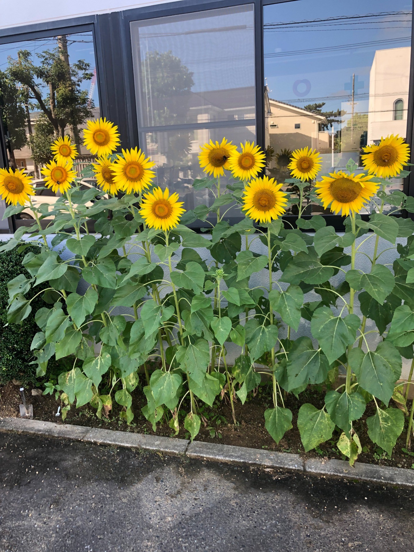 【里親さんの取り組み】大和リース株式会社　浜松営業所 様（静岡県）