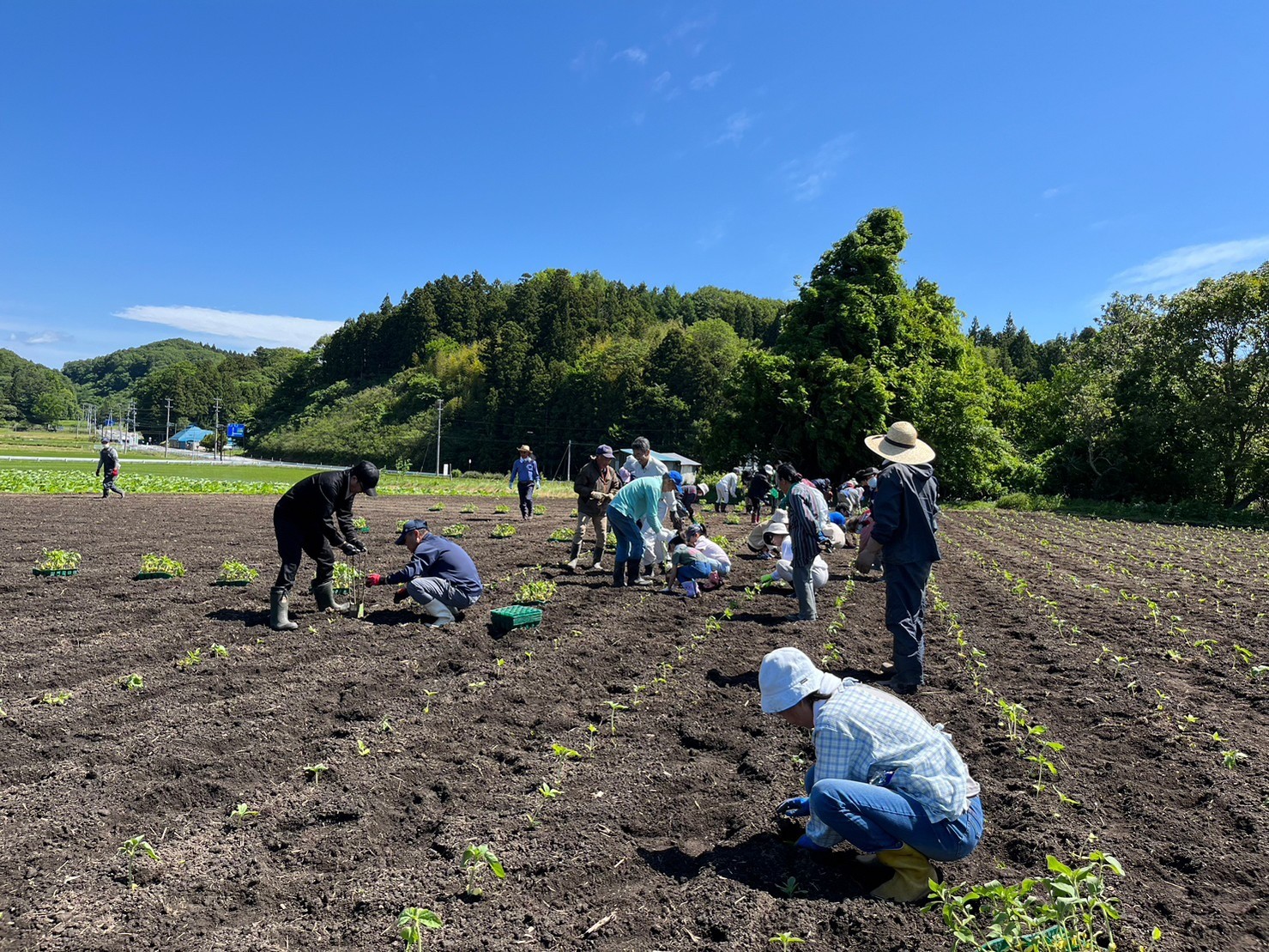 6月5日　ひまわりの苗植え開催