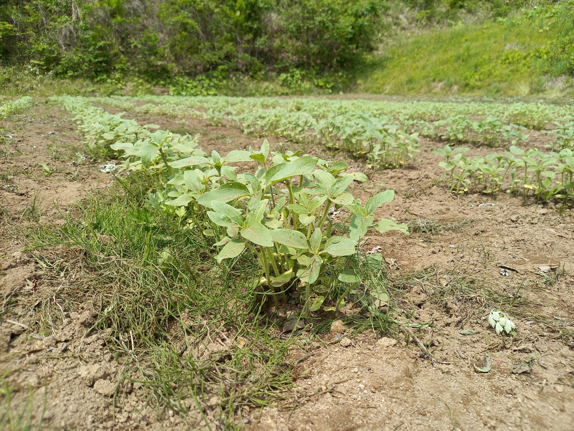 福島県内での絆のひまわり成長の記録