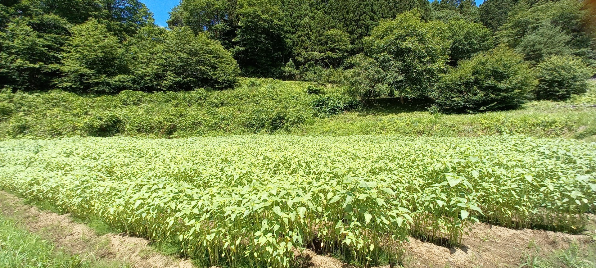 福島県内での絆のひまわり成長の記録