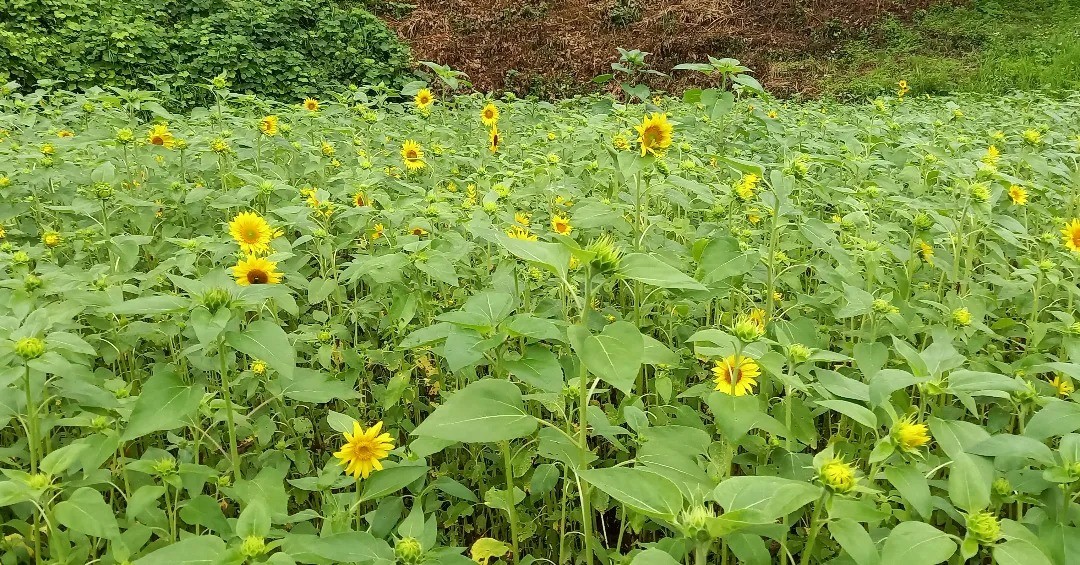 福島県内での絆のひまわり成長の記録