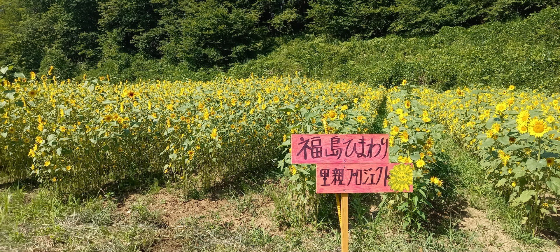 福島県内での絆のひまわり成長の記録