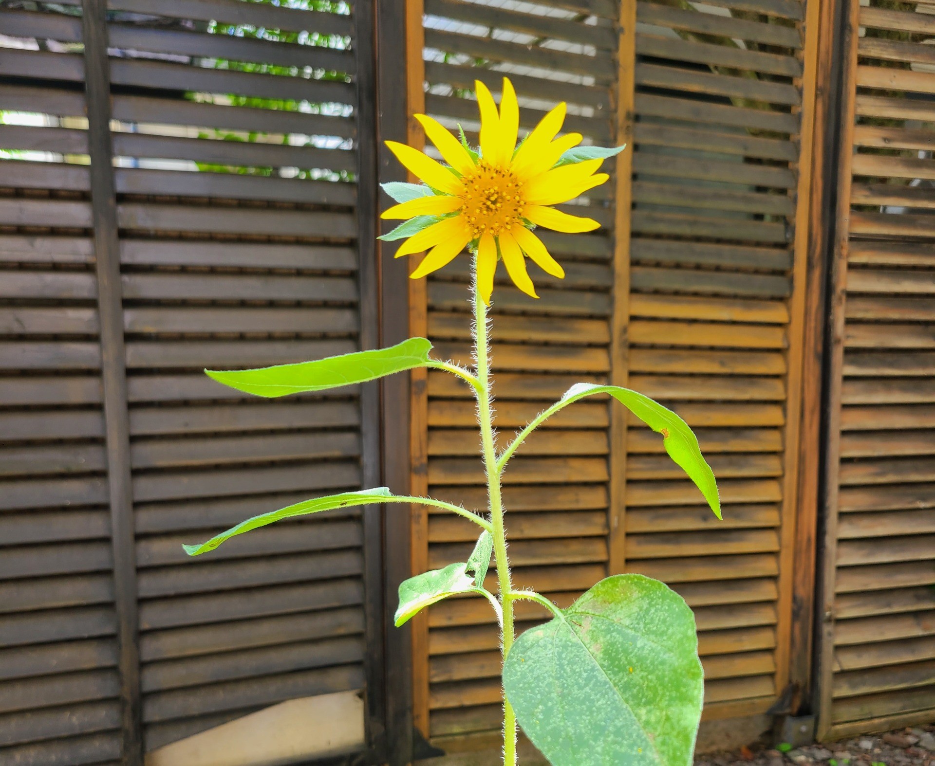 事務局のひまわりが開花しました🌻