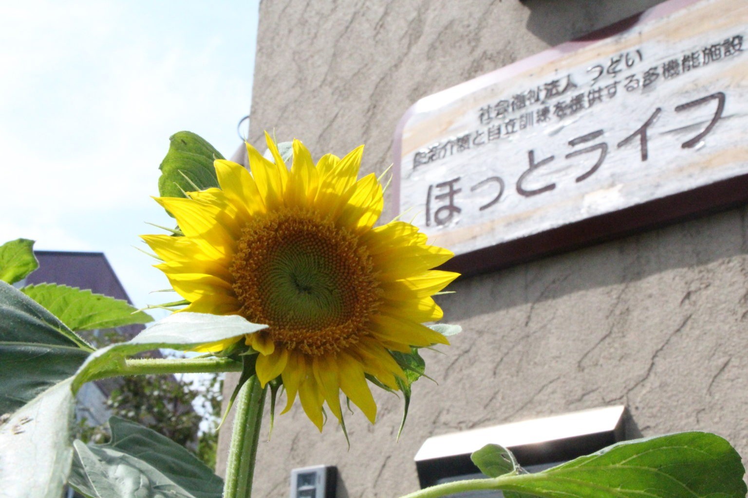 オリンピック会場 あづま総合運動公園内「サイクル広場」にひまわり